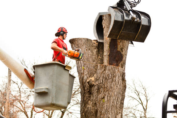 Professional Tree Services in Green River, WY